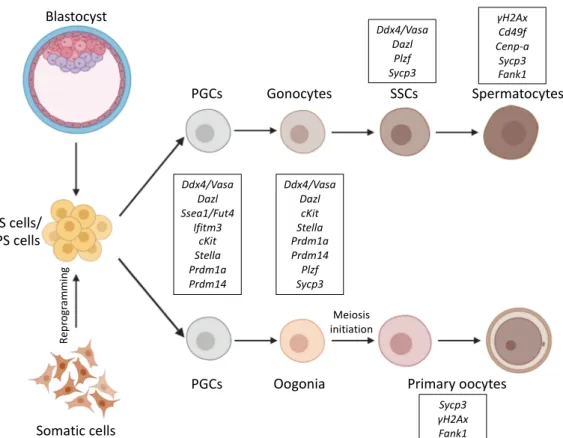 Figure 1. Schematic representation of differentiation pathways from ES/iPS cells into germ cells