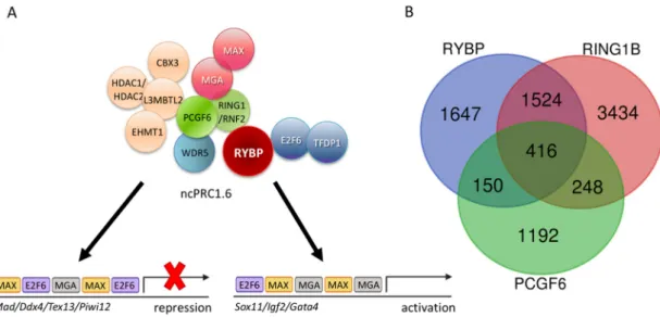 Figure 2. The non-canonical Polycomb Repressor Complex1.6 (ncPRC1.6) complex is targeted by  DNA binding subunits and its core members co-exist only on a subset of targets