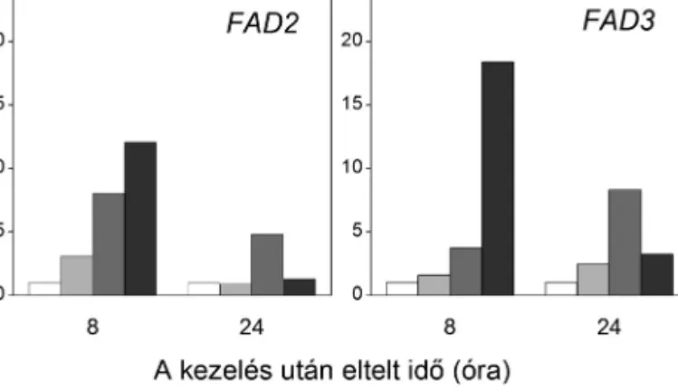 3. ábra. Különböző koncentrációjú hidrogén-peroxid kezelések hatá sa két  paprika omega-6-zsírsav-deszaturáz (FAD2 és FAD3) gén expressziós  mintázatára