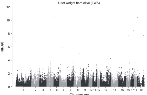 Fig. 2. Manhattan plot of SNPs regarding the litter weight born alive (LWA). Loci on chromo- chromo-somes 5, 6, 14, 16, 17 and X display the highest –log 10 P values (see dots &gt; 5) which are associated 