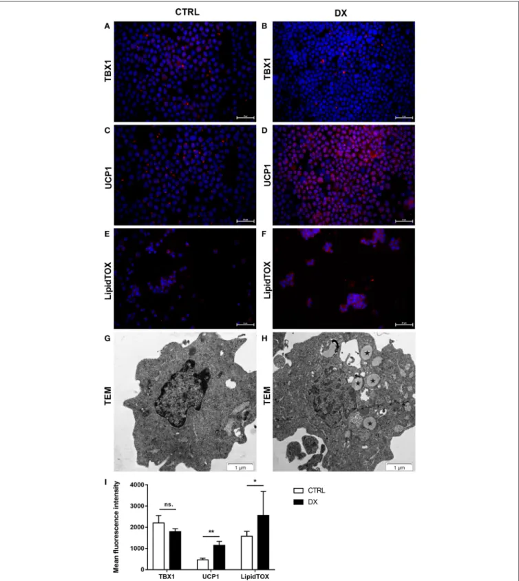 FIGURE 4 | Beige adipocyte marker expression and lipid accumulation in steroid-induced mouse TECs