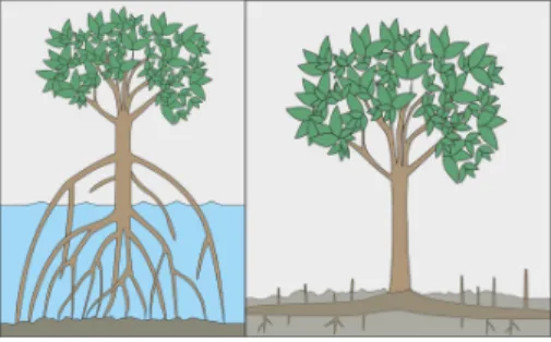 7. ábra. Mangrove-típusú növények gyökérzete és a léggyökerek rendszere Fig. 7. Mangrove-like plants with system of roots and aerial roots