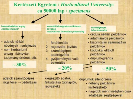 5. ábra. A Növénytárba kerülő herbáriumi anyag feldolgozásának folyamata a Kertészeti  Egyetemről származó herbárium példáján