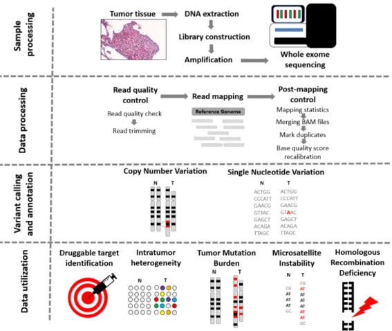 Figure 1. From tissue to data—steps of whole exome sequencing. Tissue preprocessing starts with the identification of tumor regions by an experienced pathologist, followed by DNA extraction, library construction, and amplification