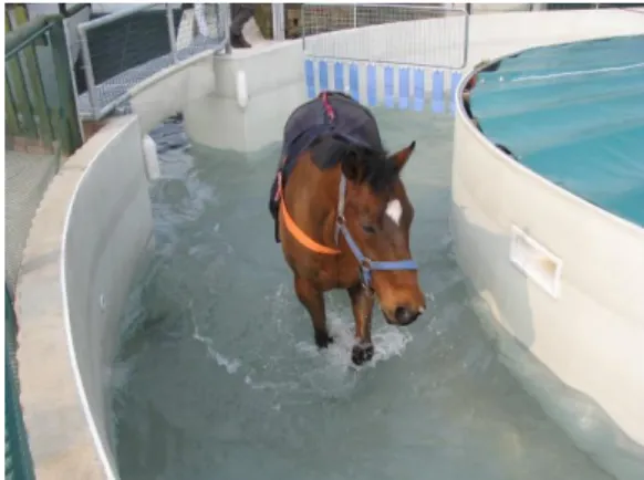 Figure 7. Equine solarium with air circulation for drying the      ventral part of the horse