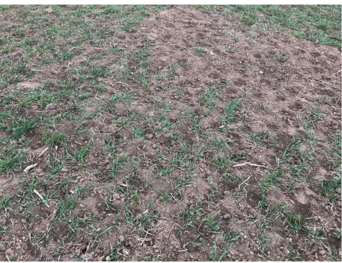 Figure 3. Damage caused by red deer in winter wheat (Pásztó district, 2019 spring)  (Fotó: Dr
