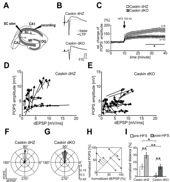 Figure 3.  LTP formation is impaired in Caskin dKO hippocampal slices. (A) Stimulation paradigm during  LTP induction