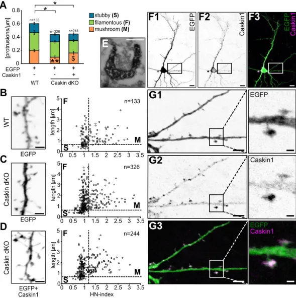 Figure 5.  Caskin levels influence protrusion density and dendritic spine morphology in cultured hippocampal  neurons