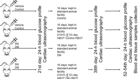 Figure 1. Forty rats were assigned randomly for receiving Streptozotocin (Stz) 70 mg/kg intravenously or vehicle