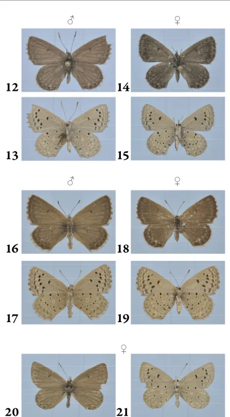 Figs  12–21.  Museum  specimens  of  Pseudolucia  parana  Bálint,  1993  from  Brazil,  under  same  magnification