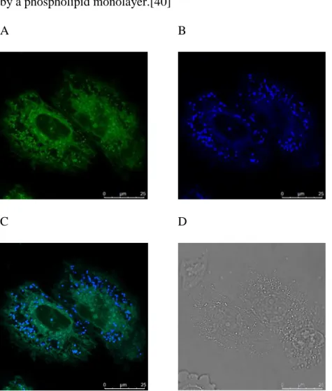 Fig.  3.  Confocal  images  of  live  NCI-H460  cells  incubated  with  1  at  10 -6   M  for  24  h