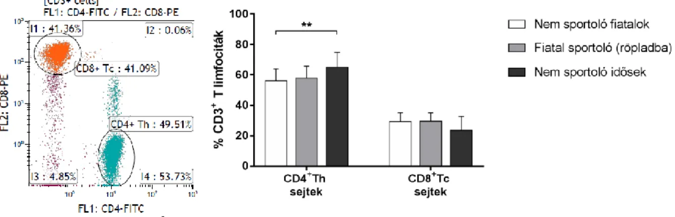 2. Ábra: A CD4+ Th és CD8+ Tc sejtpopulációk arányai. 