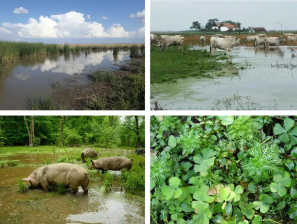 Fig.  7.  Above:  Impacts  of  grazing  include  the  creation  of  open  water  surfaces,  the  maintenance  of 806 