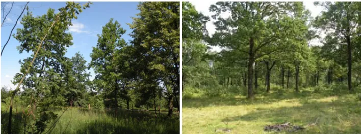 Fig. SM5. Regularly early spring grass burning in young UA5 oak stand (left) may eventually lead to a park-like grove, similar to UA1 (right)