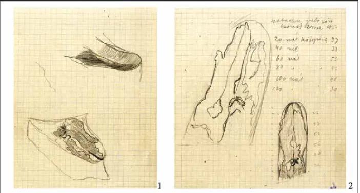 5. kép 1–2. A csónakról készült ceruzarajzok (MNM RA Tószeg T/I.a. 8. füzet) Fig. 5. 1–2