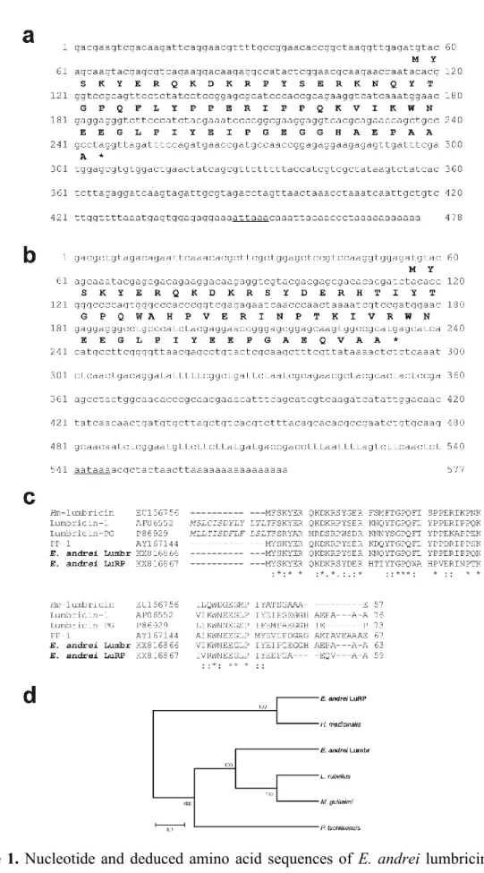 Figure 1.  Nucleotide and deduced amino  acid  sequences of  E. andrei  lumbricin (a)  and its 3 