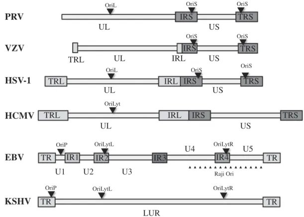 Figure 1. The genomic structure of various herpesviruses. The genomes of herpesviruses are composed of varying number of unique and repeat regions