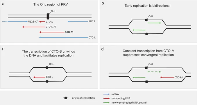 Figure 4. Collision of the RNA polymerase transcribing the nroRNAs and the DNA polymerase during the replication of PRV DNA