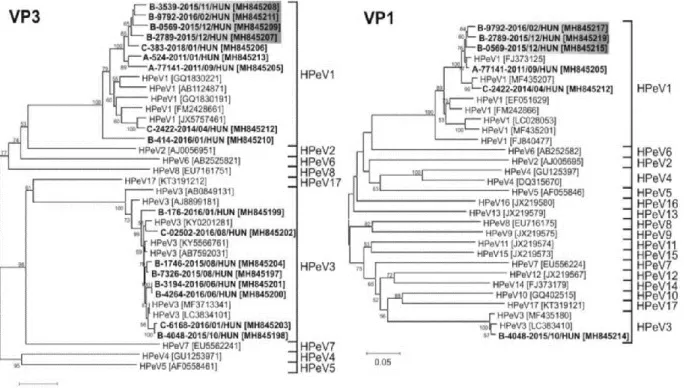 3. ábra:  A hazai  HPeV-törzsek filogenetikai  elemzése. Vizsgálataink során azonosított részleges VP3-  (894  nt)  és  VP1-  (687  nt)  nukleotidszekvenciákból  (vastag  betűk)  és  a  HPeV-referenciaszekvenciákból  készült  filogenetikai fák 'neighbor jo