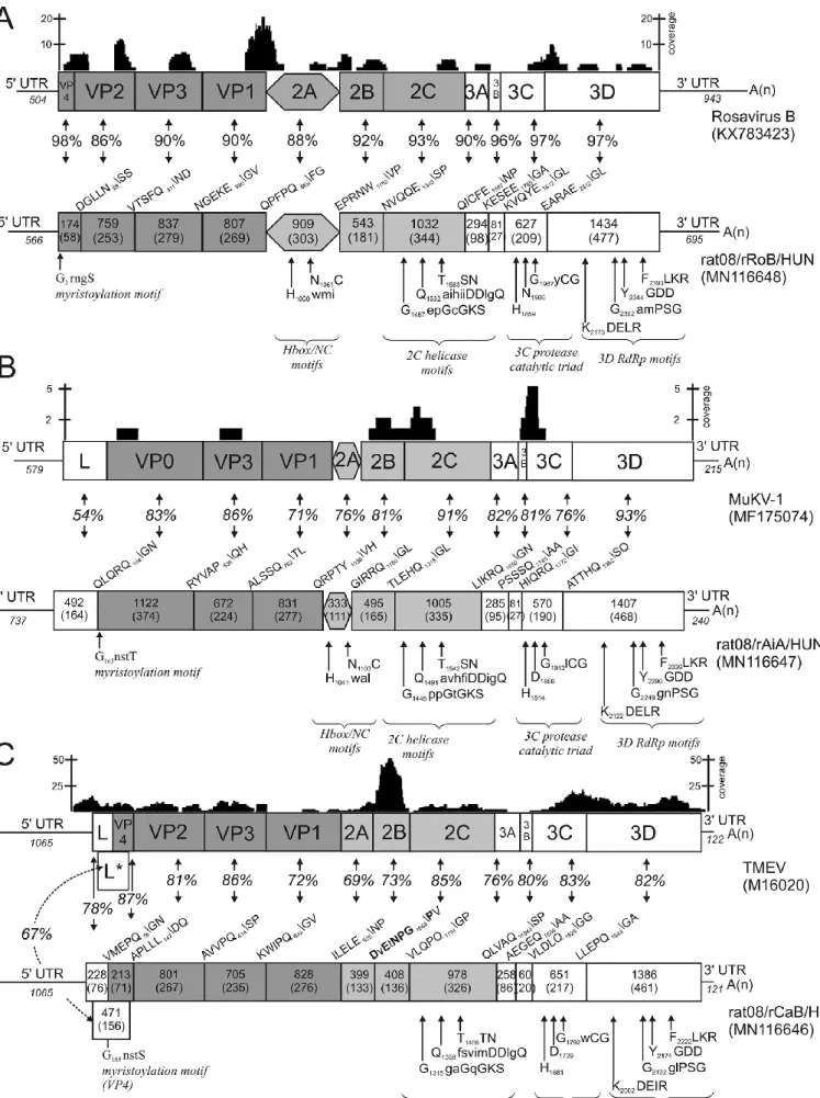 Fig. 2. Genome maps with conserved amino acid motifs and presumed cleavage sites (P5\P2′) of the study  picornaviruses  (bottom  side  of  the  panels)  and  their  closest  relatives  (top  side)