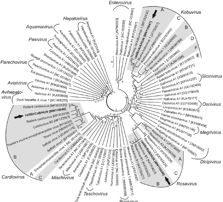 Fig.  4.  Phylogenetic  analysis  of  the  study  picornaviruses  (in  bold  and  indicated  with  black  arrows)