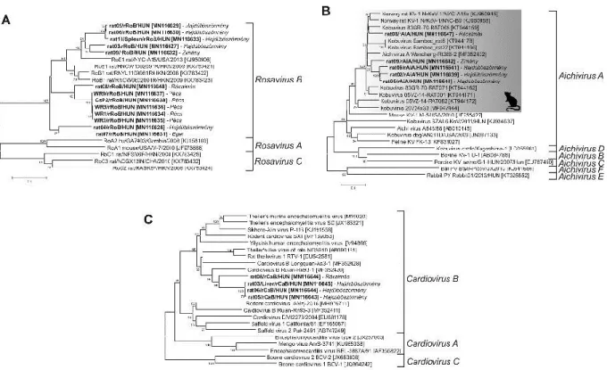 Fig. 6. Phylogenetic analysis of the partial VP1 sequences of the study viruses (in bold) with  sample  collection  sites  (in  italics)  as  well  as  the  closest  relatives  of  rat08/rRoB/HUN  and  other rosaviruses (A) rat08/rAiA/HUN and other kobuvir