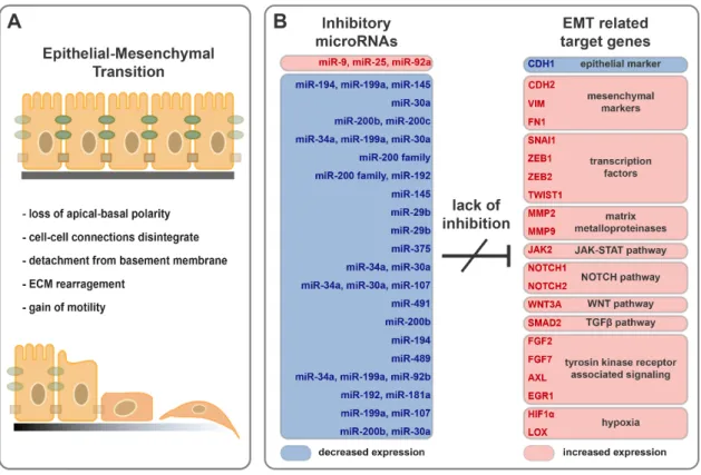 Figure 2. Downregulation of inhibitory microRNAs support epithelial cell transition into  mesenchymal-like phenotype