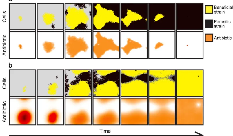Fig 5. Spatial dynamics for (a) low and (b) high diffusion rates. (a) A low diffusion rate (D = 0.5) reduces the protective effect of the antibiotic (orange shading, lower panels), and the parasitic strain (black shading, upper panels) can invade the benef