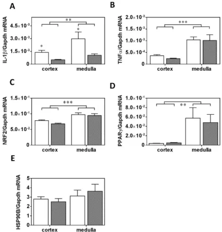 Figure 7. mRNA expression of inflammatory, oxidative stress and metabolic markers in the kidney  (A) IL-1β, (B) TNFα, (C) Nrf2, (D) PPARγ, and (E) HSP90B mRNA expression in kidney cortex and  medulla in obese prediabetic (PRED, gray columns) and control (C