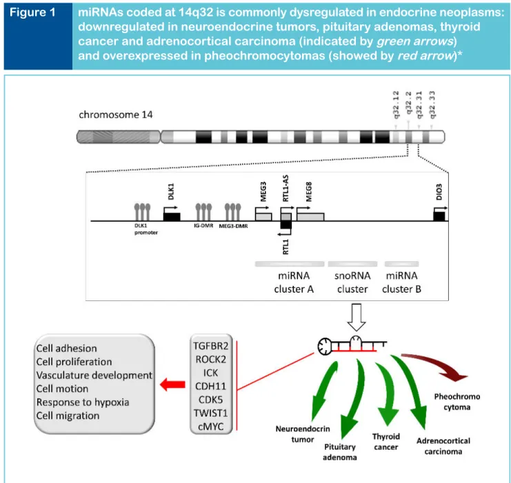 Figure 1 miRNAs coded at 14q32 is commonly dysregulated in endocrine neoplasms: 