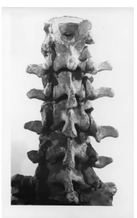 2. ábra. Az eredeti koponya és állkapocs (fotó: Bartucz Lajos, MTM) Fig. 2. The original skull and jaw 