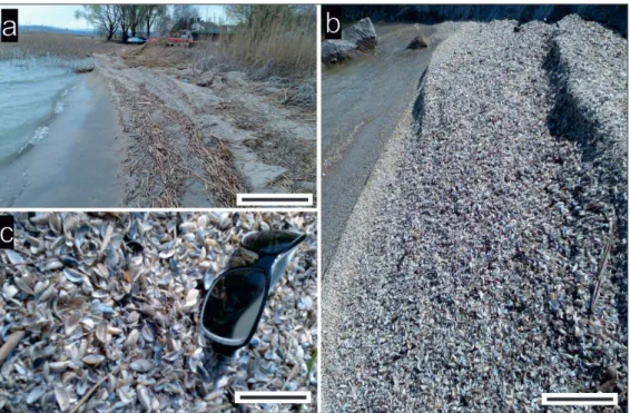 Figure 2: Photographs taken at the Fonyód shoreline demonstrate the contribution of dreissenid shell remains to  sedimentation