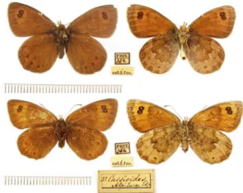 Figure  4.  Two specimens of „Erebia Dromus var. Neleus Fr.” = Erebia neleus (Freyer, 1832) from  the Frivaldszky-collection and their labels