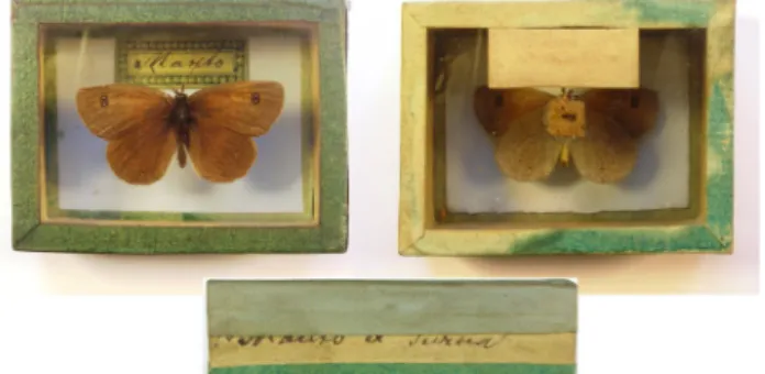 8. ábra.  A Koy-gyűjteményben található Erebia ottomana Herrich-Schäffer, 1847 hím példány, tévesen Erebia manto (Denis &amp; Schiffermüller, 1775) fajnak határozva (az üvegskatulya  széles-sége = 65 mm)