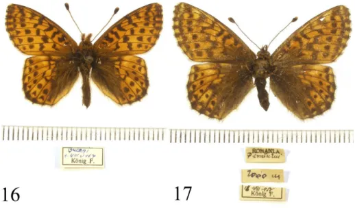 16–17. ábra.  Boloria pales (Denis &amp; Schiffermüller, 1775) múzeumi példányok és céduláik:  