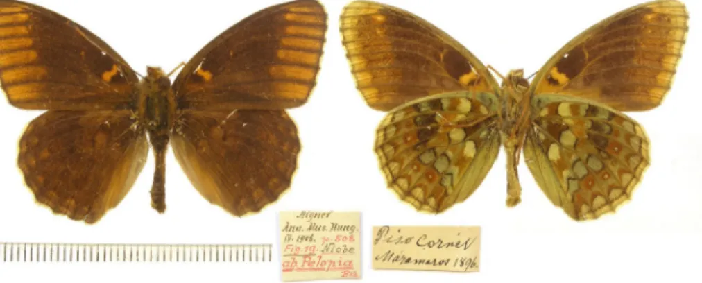 27. ábra. Fabriciana niobe (Linnaeus, 1758) múzeumi példány felül- és alulnézetben, és a cédulái Fig