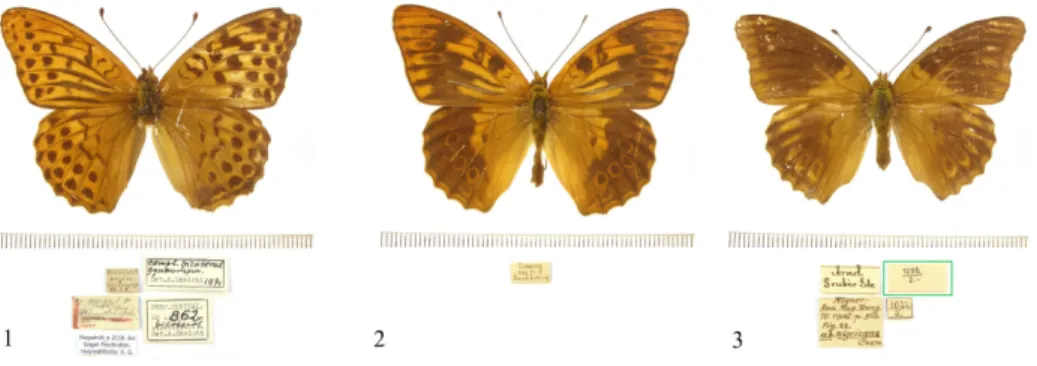 1–3. ábra.  Argynnis paphia (Linnaeus, 1758) múzeumi példányok és céduláik: 1 = kétoldali  hímnős példány; 2 = melanisztikus hím példány; 3 = melanisztikus nőstény példány Fig