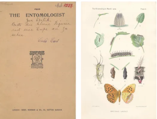 4. ábra.  Argyronome laodice (Pallas, 1771) fejlődési alakjait bemutató közlemény  különlenyomatának borítója és színes táblája – a szerző, Frederick William Frohawk büszke  lehetett a parányi részletek kidolgozására, mert a különlenyomat borítólapján erre