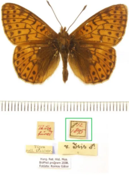 15. ábra. Boloria napaea (Hoffmannsegg, 1804) múzeumi példány  és cédulái, felvidéki „Tátrafüred” 