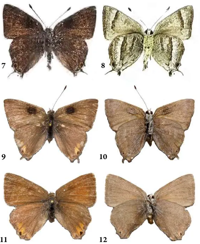 Figs  7–12.  Various  Strymon  documentations:  7–8  =  Strymon  ahrenholzi  Nicolay  et  Robbins,  2005: 7 = holotype, recto, 8 = idem, verso (from N &amp; R 2005); 9–12 =  Strymon  dubileah  sp