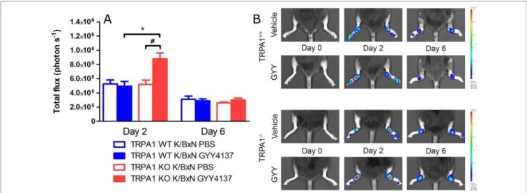 FIGURE 5 | GYY4137 increases MPO activity in arthritic tibiotarsal joints of TRPA1 KO mice