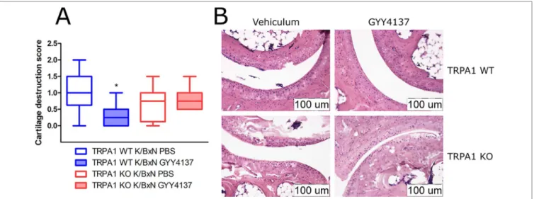 FIGURE 8 | GYY4137 decreases cartilage destruction in tibiotarsal joints of arthritic TRPA1 WT mice