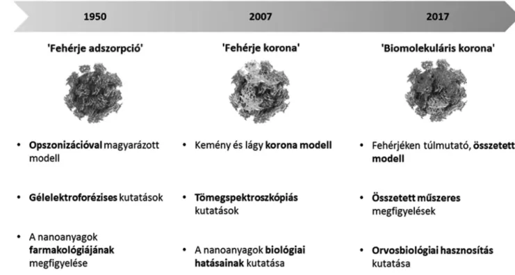 2. Ábra A nanorészecske korona elmélet fejlõdése: a kezdeti, 60-as évekbeli fehérjék adszorpciójához kapcsolódó kutatásoktól a fehérje korona majd a legújabb biomolekuláris korona elmélet tanulmányozásáig