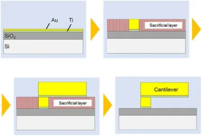 Fig. 1.11. Fabrication process of the Ti/Au single layered micro-cantilever. 