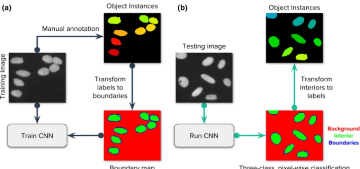 Figure 1. Strategy of the evaluated deep learning approaches. Our main goal is to follow the popular strategy of segmenting each nucleus and micronucleus as a distinct entity, regardless of whether it shares the same cell body with another nucleus