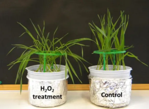 Fig. 1. Effect of 1 h treatment with 10 mM H 2 O 2  on the plants. 