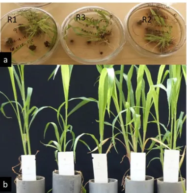 Figure 2: Regenerants of variety ‘Róna 1’  (a)  plantlets on regeneration media R1, R2 and R3 (b)  acclimatization of regenerants in the greenhouse prior to transplanting 