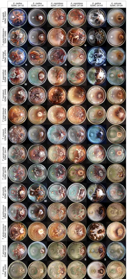 Figure 1. In vitro antagonism of Trichoderma strains from different species against Armillaria mellea, A