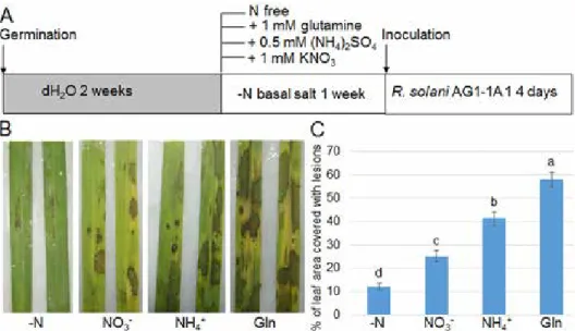 Figure 2. The effects of N concentrations on rice seedling growth. (A) Wild-type plants were grown in the  modified MS medium containing 10 mM NH 4 NO 3  (high nitrogen, HN) or 0.1 mM NH 4 NO 3  (low nitrogen, LN)  for 5 days