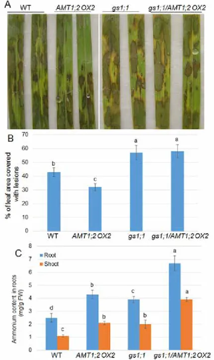 Figure 6. Effect of GS1;1 mutation on AMT1;2 OX plant defense against R. solani. (A) Lesions of 3-week-old  wild-type, AMT1;2 OX2, gs1;1, and gs1;1/AMT1;2 OX2 mutants were photographed after 4 days of R